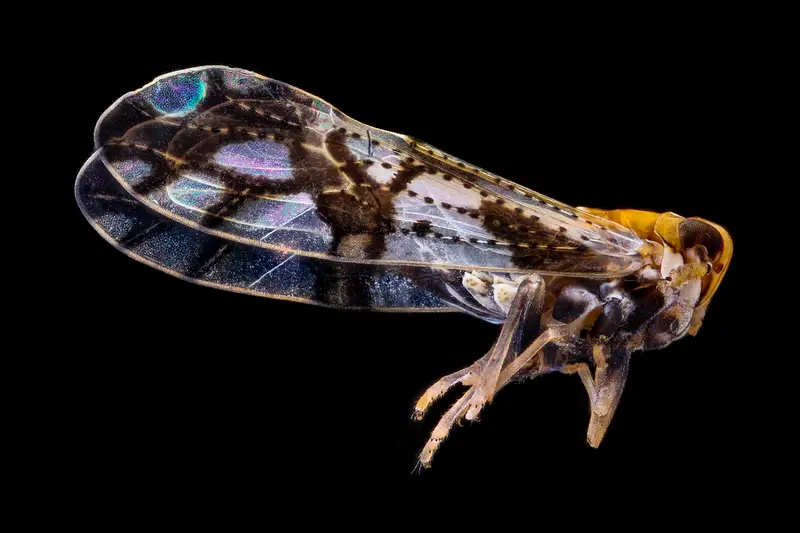 Insecto fotografiado de cerca sobre fondo negro
