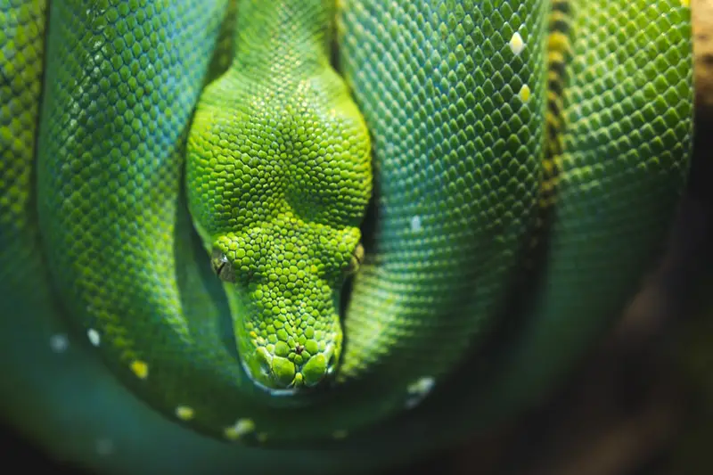 Serpiente pitón verde enroscada