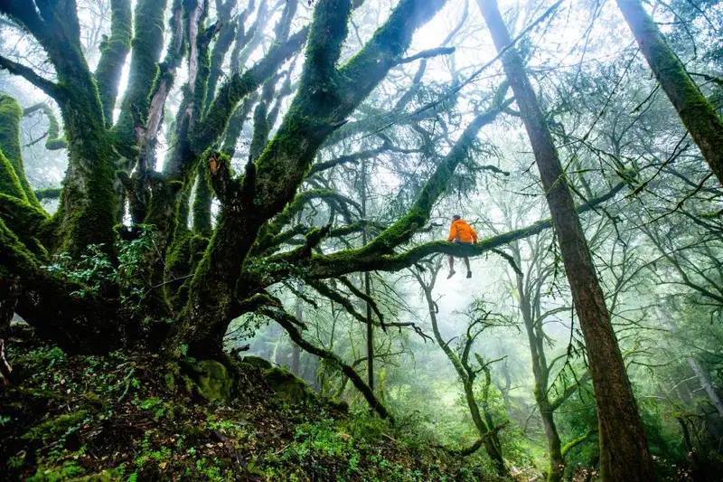 Bosque con árboles de ramas retorcidas cubiertas de musgo