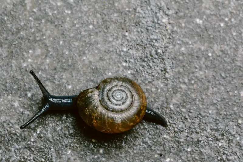 Caracol avanzando despacio sobre el asfalto
