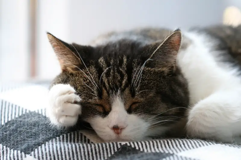 Gato durmiendo plácidamente sobre una manta